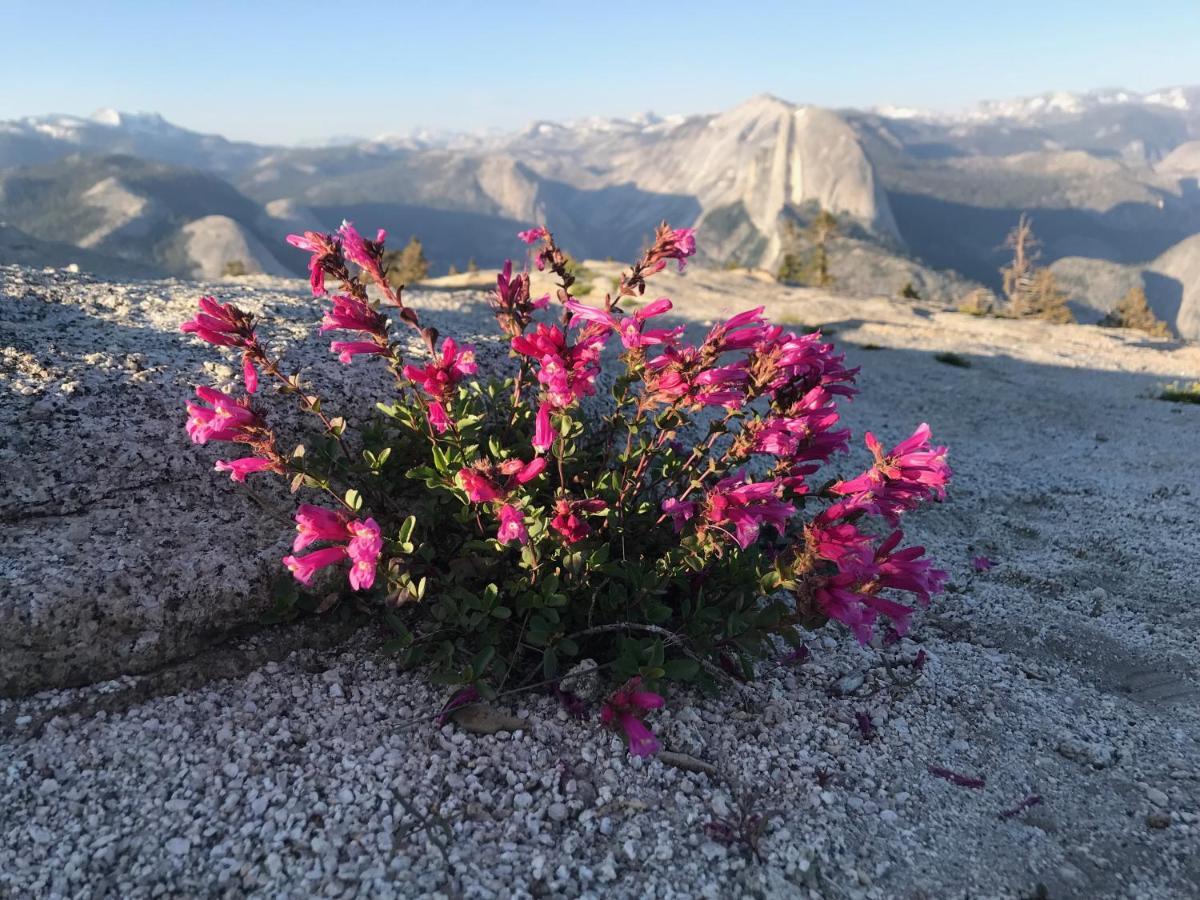 Morning Star Vista Near Yosemite - Countryside With Mountain Views Apartment Mariposa Bagian luar foto